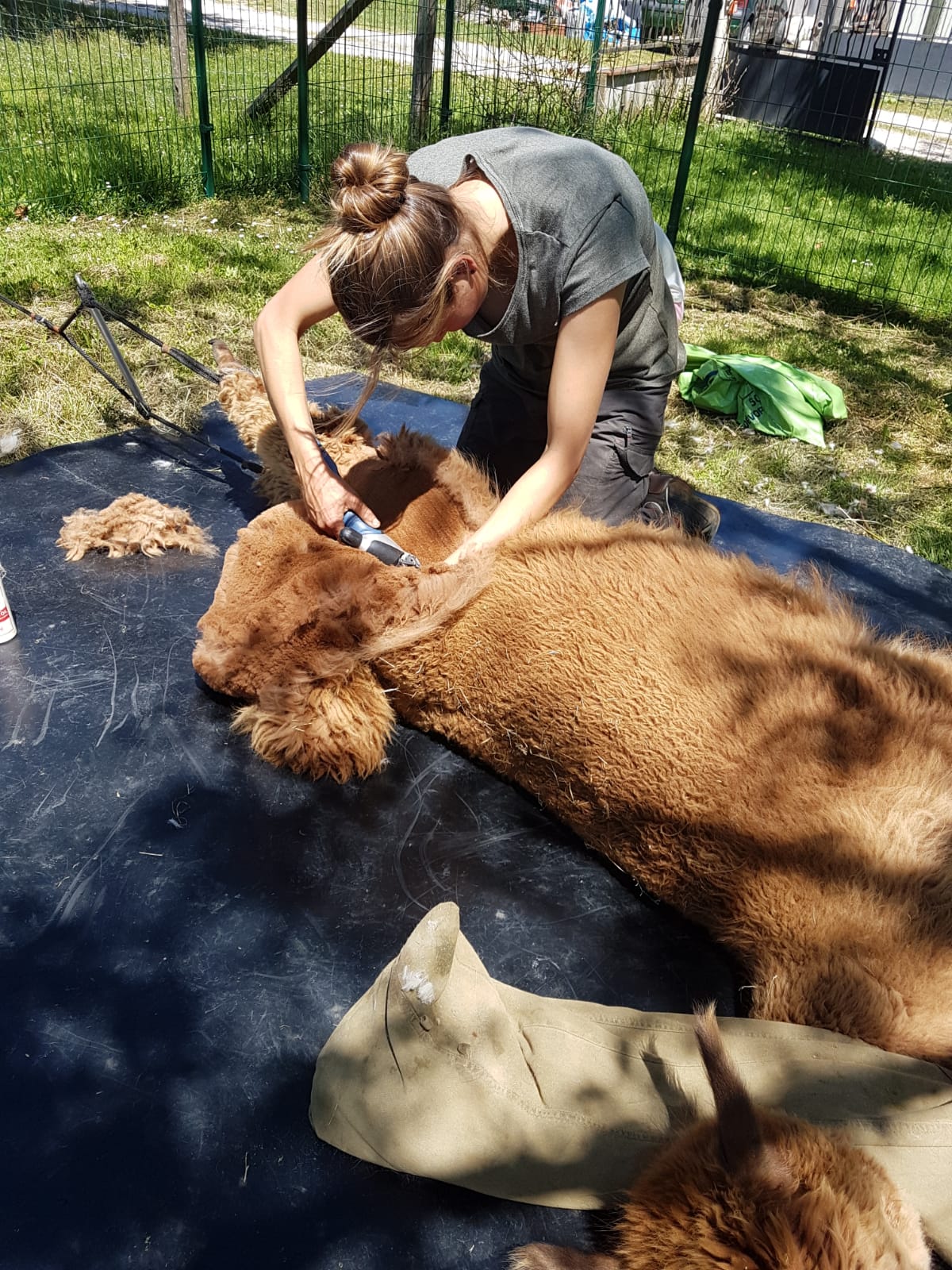 tonte alpagas et lamas tonte de la cuisse