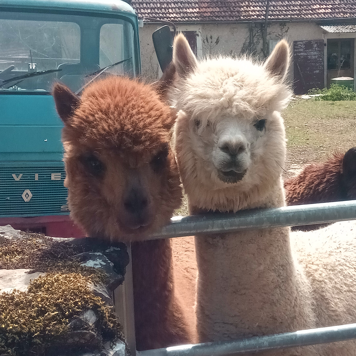 tonte alpagas et lamas huacaya