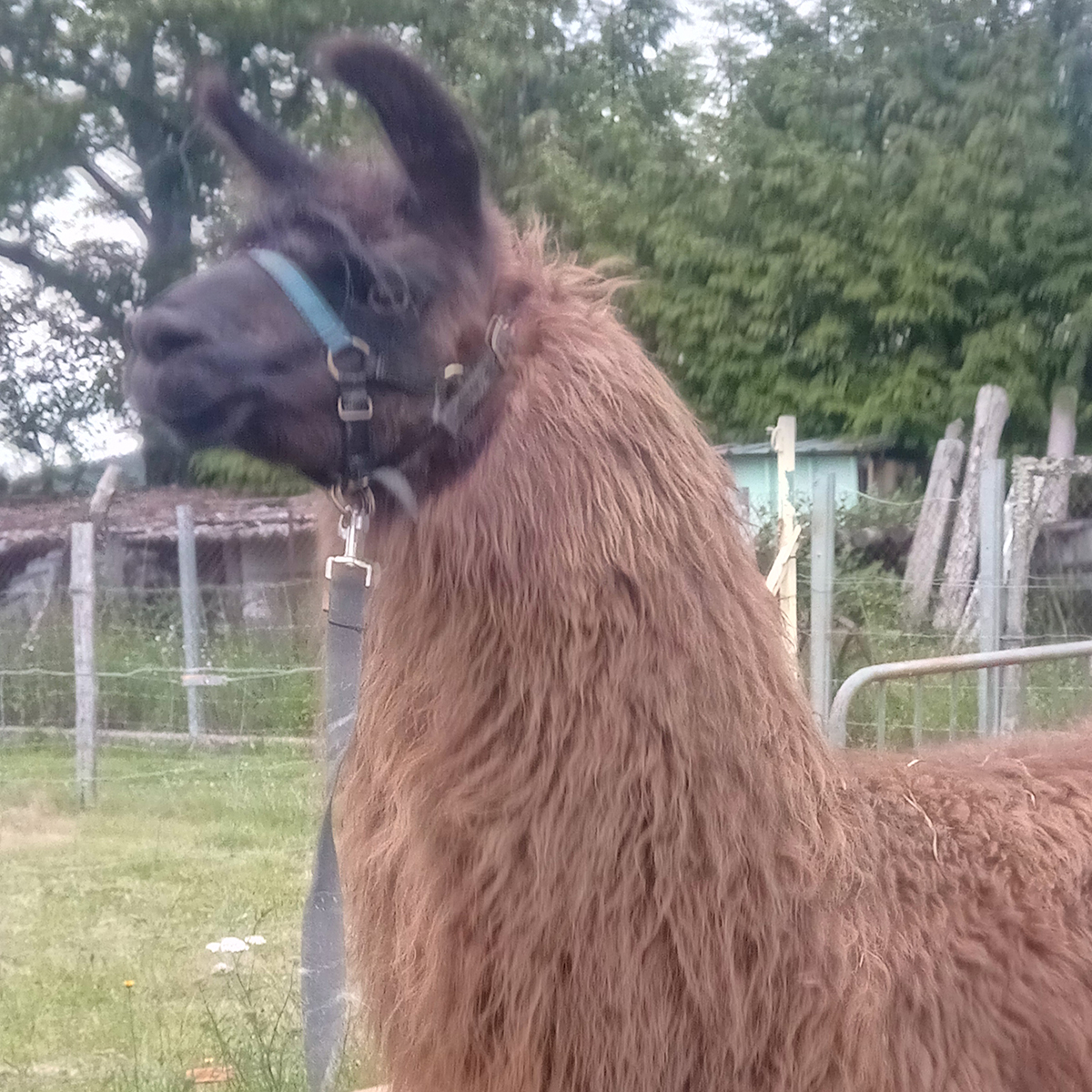 tonte alpagas et lamas lainés